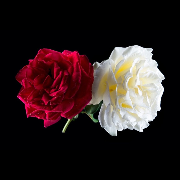 Meet your Posher, Tonya - Picture 1 of 1